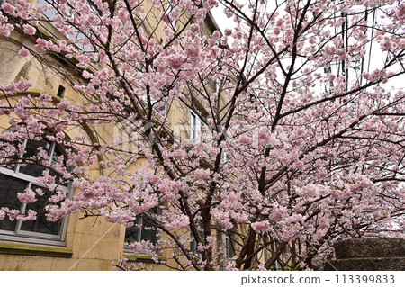 [Kyoto] The early-blooming cherry blossoms, known as "Harumeki," along with the retro school building of the former Seitoku Junior High School, are beautiful and have attracted many visitors. 113399833