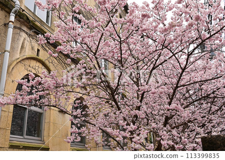 [Kyoto] The early-blooming cherry blossoms, known as "Harumeki," along with the retro school building of the former Seitoku Junior High School, are beautiful and have attracted many visitors. 113399835