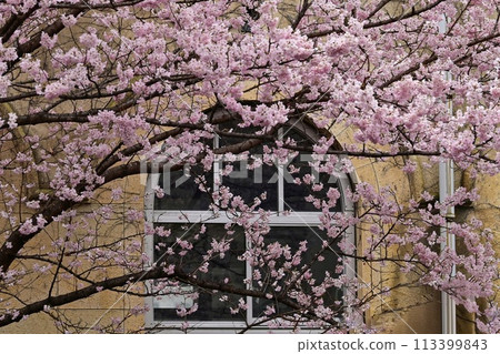 【京都】早開的櫻花“晴木”,與復古的校舍、前聖德中學一起,美麗得吸引了很多人。 【京都】早開的櫻花“晴木”,與復古的校舍、前聖德中學一起,美麗得吸引了很多人。 113399843