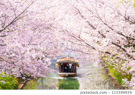 Kyoto: Fushimi Jikkokubune boats with cherry blossoms in full bloom Kyoto: Fushimi Jikkokubune boats with cherry blossoms in full bloom 113399939
