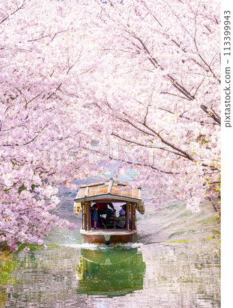 櫻花盛開的京都伏見十國船 113399943
