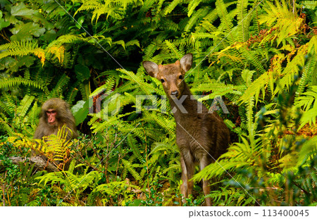 Yakushima monkeys and deer Yakushima monkeys and deer 113400045