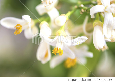 Close up for lemon in full bloom 113400056