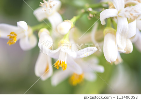 Lemon plant in full bloom; close up 113400058
