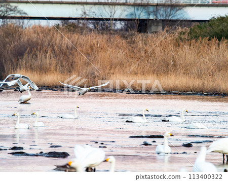 東京都荒川河中過冬的天鵝，傍晚優雅地飛翔 113400322