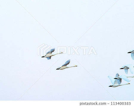 Swans wintering in the Arakawa River in the Tokyo metropolitan area, graceful flight in the evening 113400383