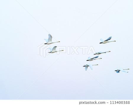 東京都荒川河中過冬的天鵝,傍晚優雅地飛翔 東京都荒川河中過冬的天鵝,傍晚優雅地飛翔 113400388