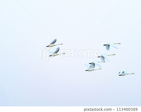 東京都荒川河中過冬的天鵝，傍晚優雅地飛翔 113400389