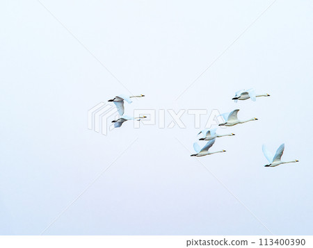 東京都荒川河中過冬的天鵝，傍晚優雅地飛翔 113400390