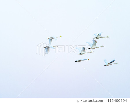 Swans wintering in the Arakawa River in the Tokyo metropolitan area, graceful flight in the evening 113400394