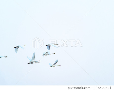 Swans wintering in the Arakawa River in the Tokyo metropolitan area, graceful flight in the evening 113400401