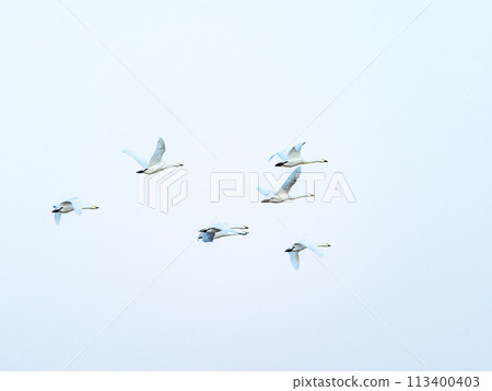 Swans wintering in the Arakawa River in the Tokyo metropolitan area, graceful flight in the evening Swans wintering in the Arakawa River in the Tokyo metropolitan area, graceful flight in the evening 113400403