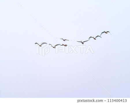 東京都荒川河中過冬的天鵝，傍晚優雅地飛翔 113400413