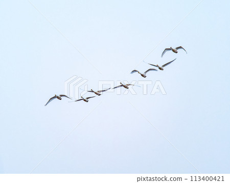 Swans wintering in the Arakawa River in the Tokyo metropolitan area, graceful flight in the evening Swans wintering in the Arakawa River in the Tokyo metropolitan area, graceful flight in the evening 113400421