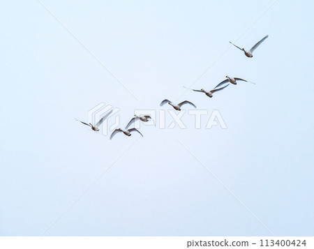 東京都荒川河中過冬的天鵝,傍晚優雅地飛翔 東京都荒川河中過冬的天鵝,傍晚優雅地飛翔 113400424