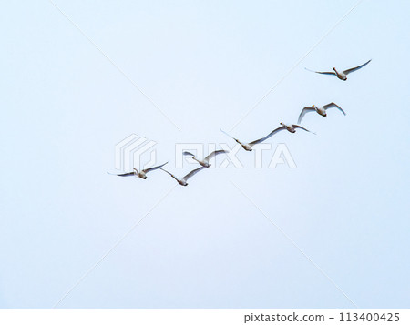 東京都荒川河中過冬的天鵝,傍晚優雅地飛翔 東京都荒川河中過冬的天鵝,傍晚優雅地飛翔 113400425