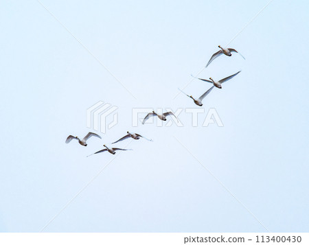 Swans wintering in the Arakawa River in the Tokyo metropolitan area, graceful flight in the evening Swans wintering in the Arakawa River in the Tokyo metropolitan area, graceful flight in the evening 113400430