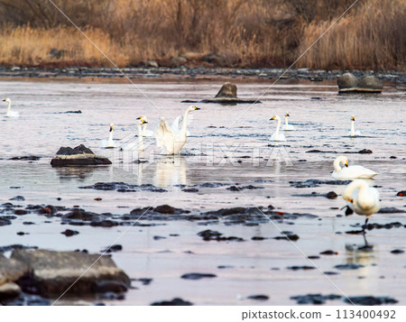 The elegant and lively flapping wings of swans wintering in the Arakawa River in the Tokyo metropolitan area 113400492