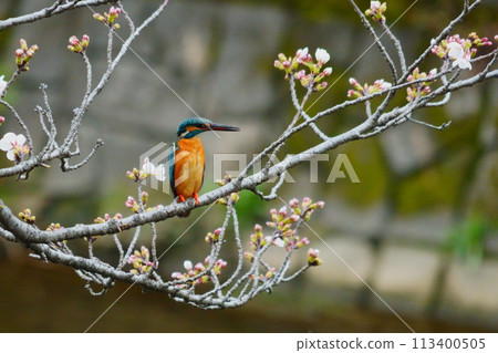 翠鳥棲息在翁達河的櫻桃樹上 113400505