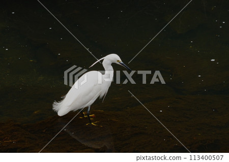 白鷺鷥在河裡找魚 113400507