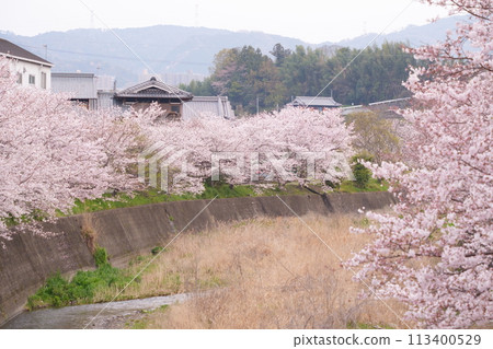 Cherry blossom trees along the river in Hashimoto City Cherry blossom trees along the river in Hashimoto City 113400529