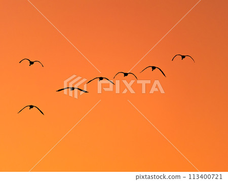Swans wintering on the Arakawa River in the Tokyo metropolitan area: silhouettes of graceful flight in the sunset sky 113400721