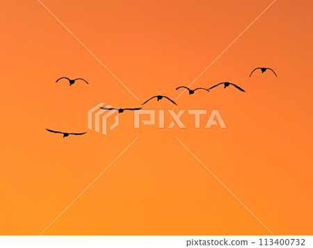 Swans wintering on the Arakawa River in the Tokyo metropolitan area: silhouettes of graceful flight in the sunset sky 113400732