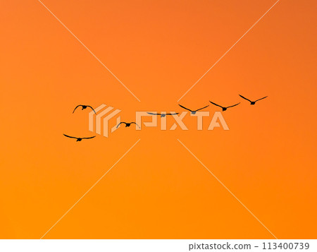 Swans wintering on the Arakawa River in the Tokyo metropolitan area: silhouettes of graceful flight in the sunset sky 113400739