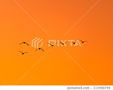 Swans wintering on the Arakawa River in the Tokyo metropolitan area: silhouettes of graceful flight in the sunset sky Swans wintering on the Arakawa River in the Tokyo metropolitan area: silhouettes of graceful flight in the sunset sky 113400749