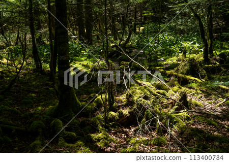 Forest covered with moss Forest covered with moss 113400784
