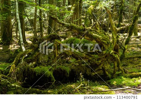 苔蘚覆蓋的森林，陽光透過樹林 113400791