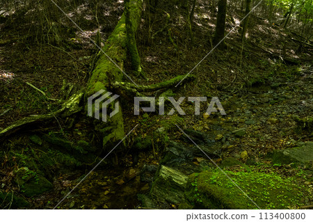 Rock with moss Rock with moss 113400800