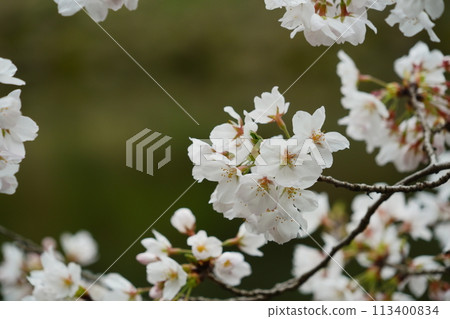 泉之森公園櫻花盛開 泉之森公園櫻花盛開 113400834
