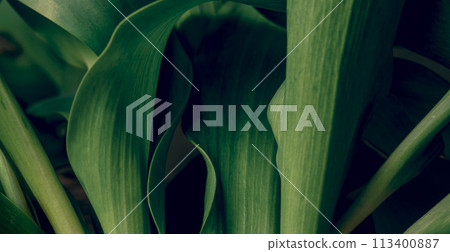 Green tropical plant. Abstract natural floral background Selective focus, macro. Flowing lines of long leaves Green tropical plant. Abstract natural floral background Selective focus, macro. Flowing lines of long leaves 113400887