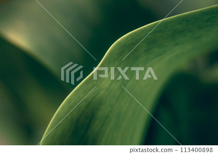 Green tropical plant. Abstract natural floral background Selective focus, macro. Flowing cross lines of leaves Green tropical plant. Abstract natural floral background Selective focus, macro. Flowing cross lines of leaves 113400898