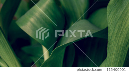 Green tropical plant. Abstract natural floral background Selective focus, macro. Flowing lines of leaves Green tropical plant. Abstract natural floral background Selective focus, macro. Flowing lines of leaves 113400901