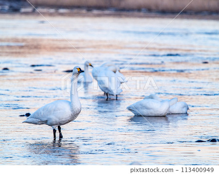A flock of graceful and beautiful swans wintering on the Arakawa River in the Tokyo metropolitan area - Evening scenery A flock of graceful and beautiful swans wintering on the Arakawa River in the Tokyo metropolitan area - Evening scenery 113400949