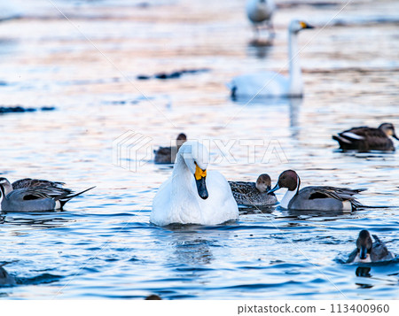 A flock of graceful and beautiful swans wintering on the Arakawa River in the Tokyo metropolitan area - Evening scenery 113400960