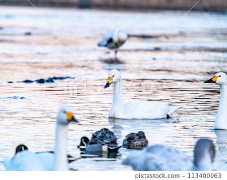 東京都荒川河中越冬的一群優雅美麗的天鵝的夜景 113400963