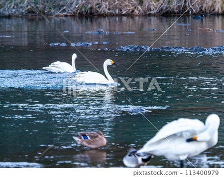 A flock of graceful and beautiful swans wintering on the Arakawa River in the Tokyo metropolitan area - Evening scenery A flock of graceful and beautiful swans wintering on the Arakawa River in the Tokyo metropolitan area - Evening scenery 113400979