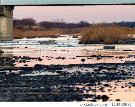 A flock of graceful and beautiful swans wintering on the Arakawa River in the Tokyo metropolitan area - Evening scenery 113400981