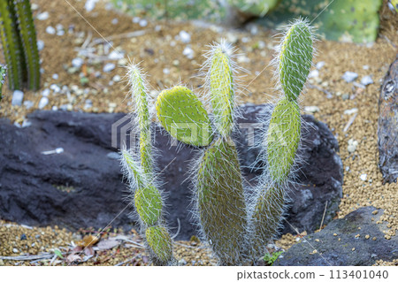 Cacti and flowers 113401040