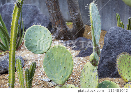 Cacti and flowers 113401042