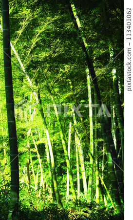毛竹竹林美景 113401062