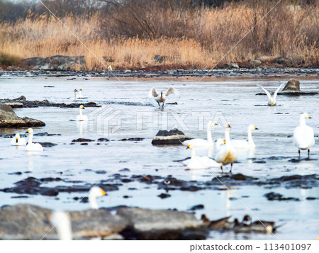 東京都荒川河中過冬的天鵝,傍晚優雅地飛翔 東京都荒川河中過冬的天鵝,傍晚優雅地飛翔 113401097