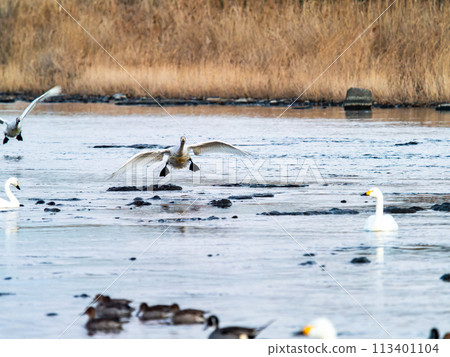 Swans wintering in the Arakawa River in the Tokyo metropolitan area, graceful flight in the evening 113401104