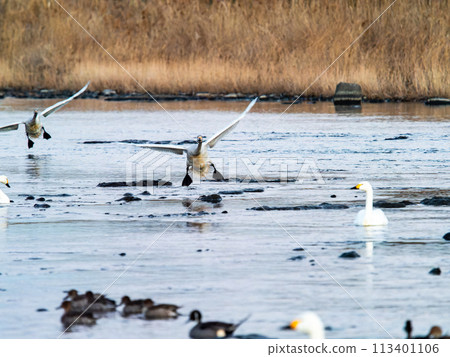 Swans wintering in the Arakawa River in the Tokyo metropolitan area, graceful flight in the evening 113401106