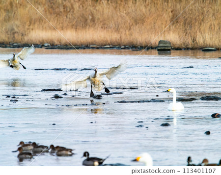 Swans wintering in the Arakawa River in the Tokyo metropolitan area, graceful flight in the evening 113401107