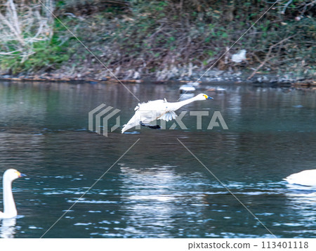 Swans wintering in the Arakawa River in the Tokyo metropolitan area, graceful flight in the evening Swans wintering in the Arakawa River in the Tokyo metropolitan area, graceful flight in the evening 113401118