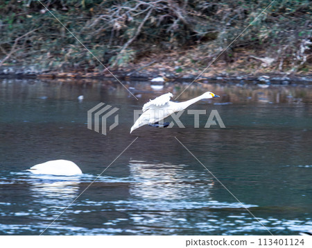 東京都荒川河中過冬的天鵝，傍晚優雅地飛翔 113401124